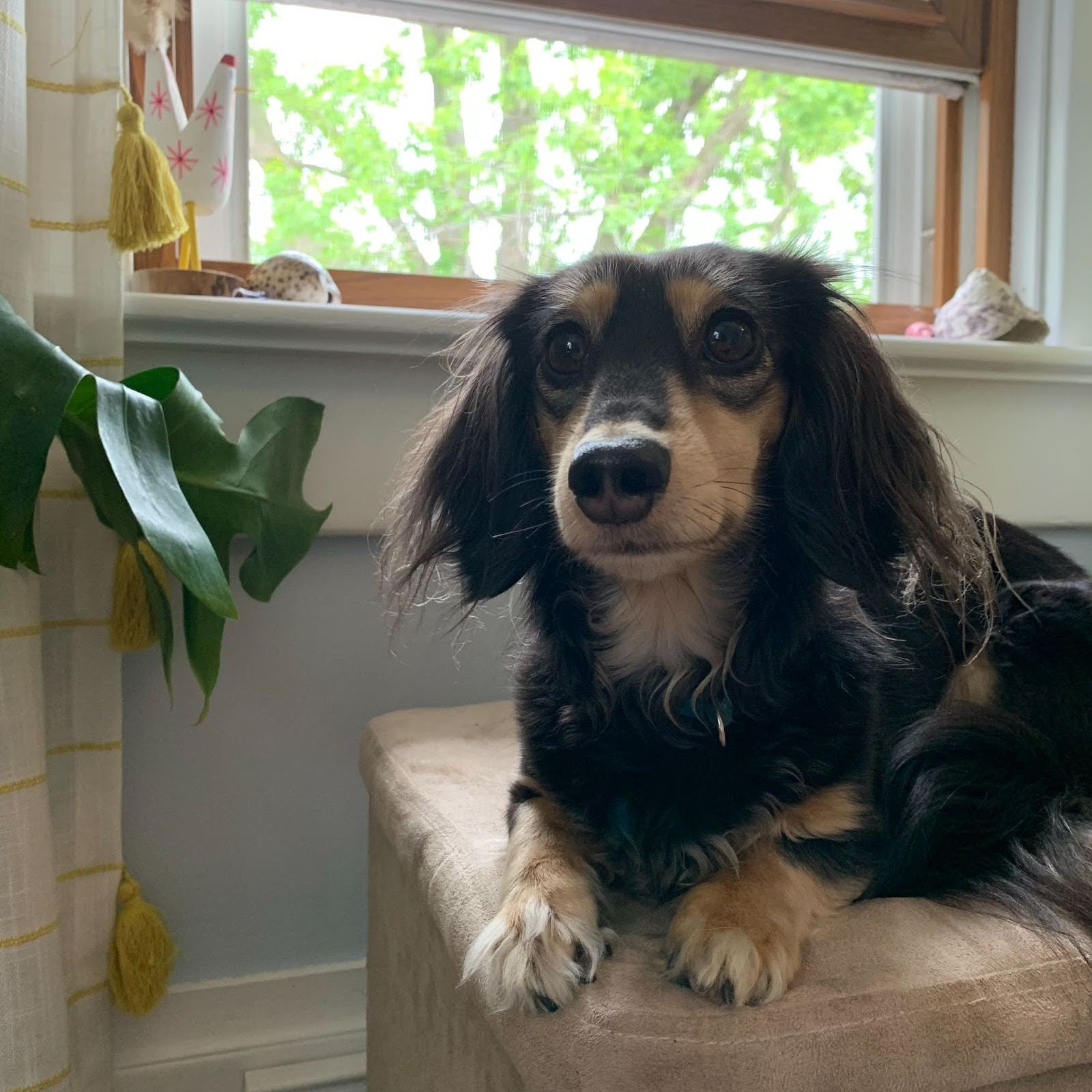 A very cute long-haired, black-and-tan dachshund sitting on a bench in front of a window and looking at the camera