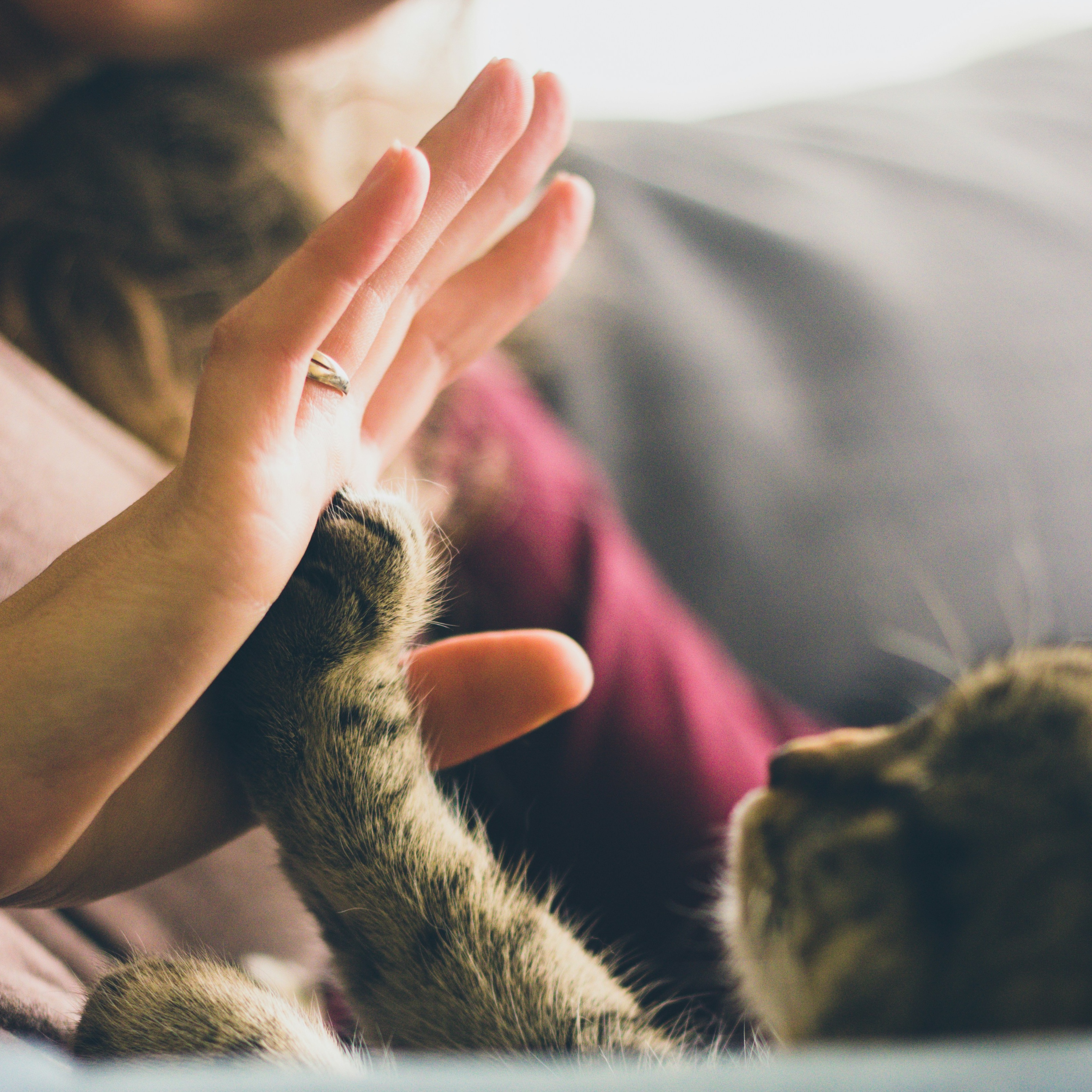 A tabby cat touches its paw to its owner's palm as they snuggle on the couch.
