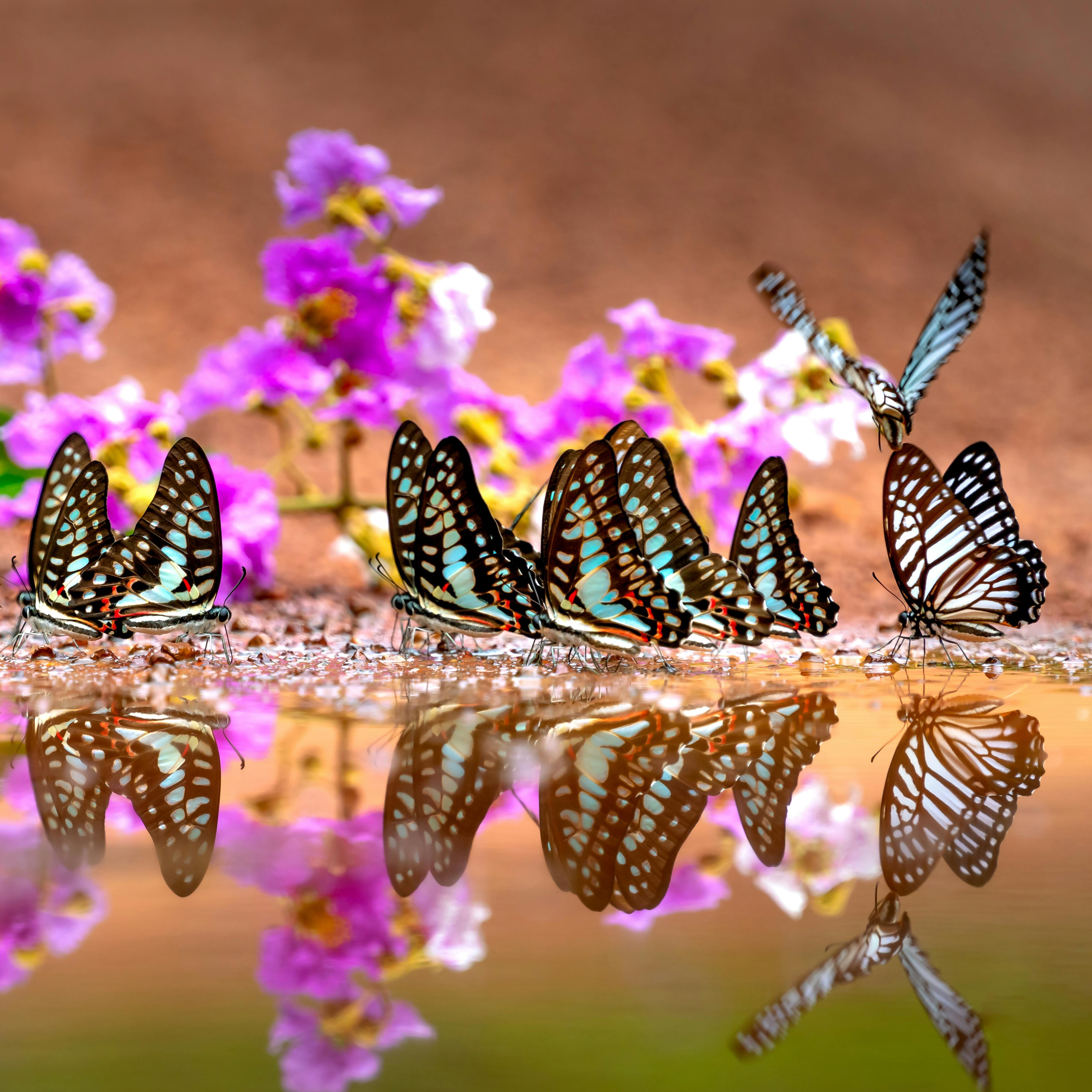 A group of black and aqua butterflies drinking at the edge of a puddle in front of some purple flowers.
