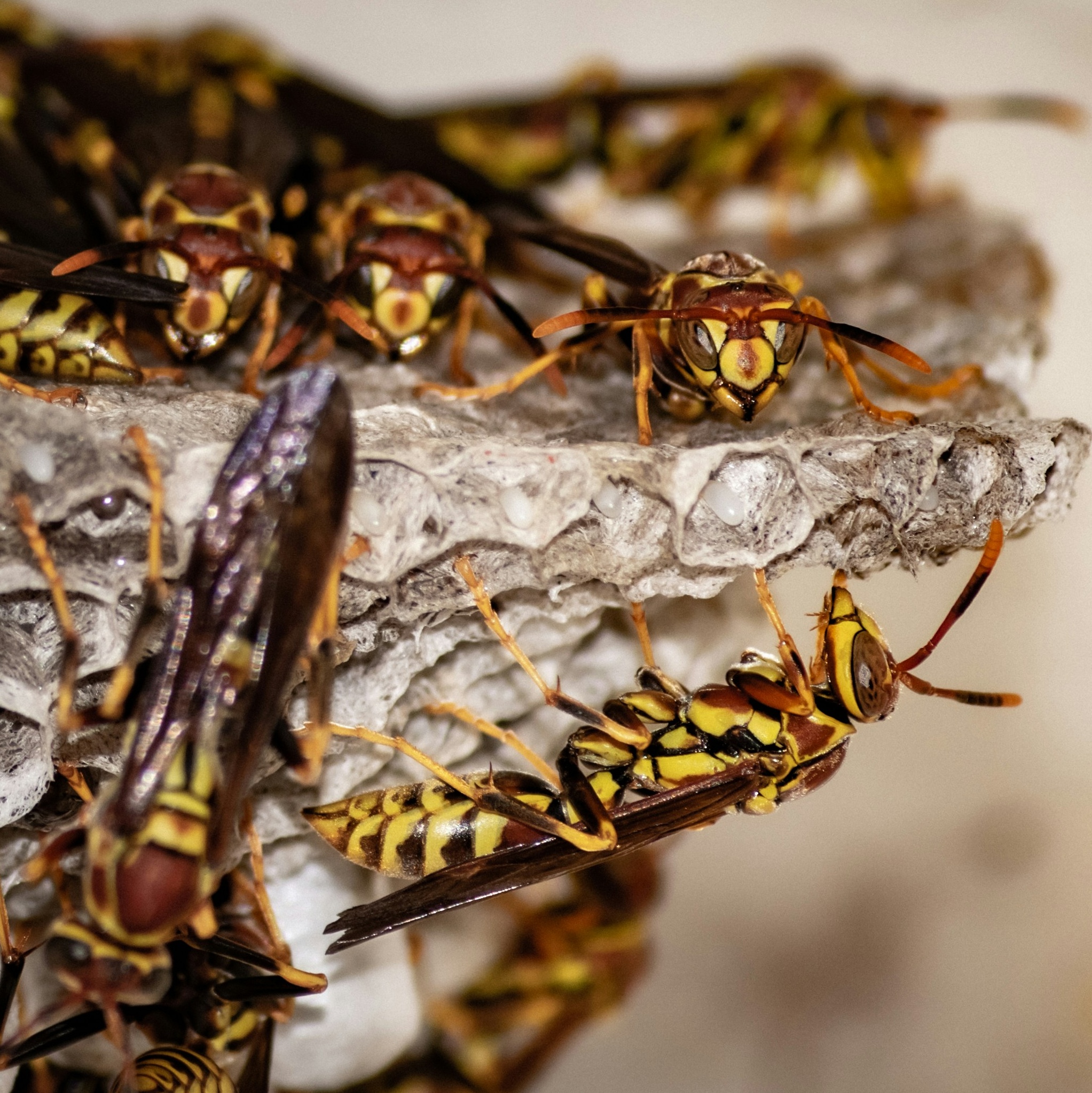 A group of yellow and black wasps on a paper nest.