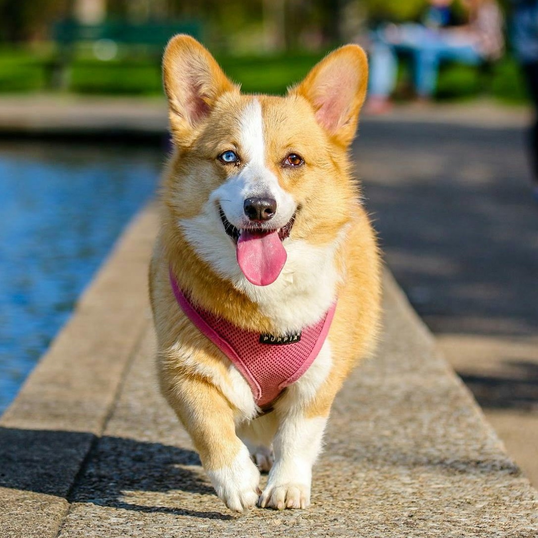A tan and white corgi in a pink harness is outside, walking toward the camera.