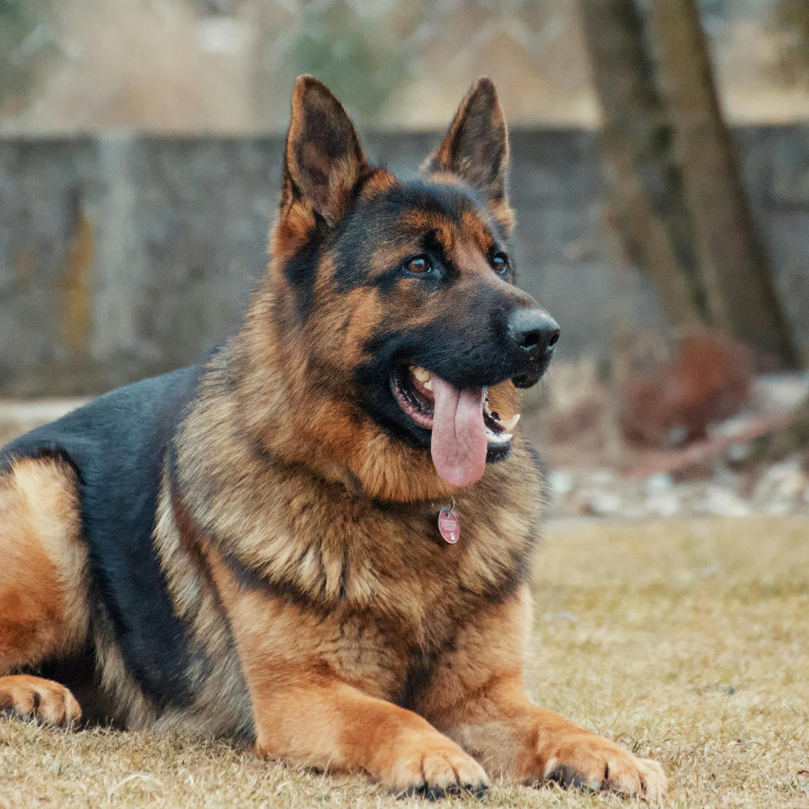 A german shepherd lying in winter grass with its tongue out.