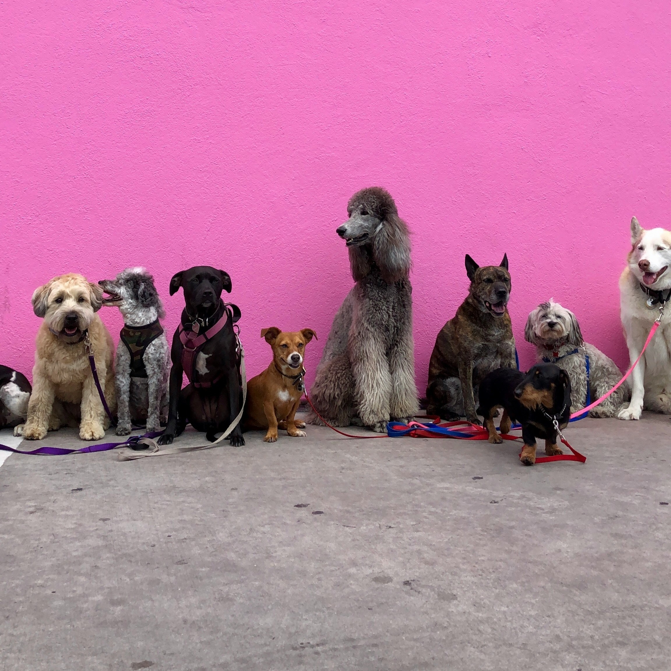 Various dogs are lined up in front of a hot pink wall. The dogs are of all different breeds (some mutts) but all of them are wearing collars and leashes.